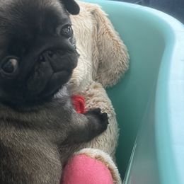 Pugs from Prices Pugs