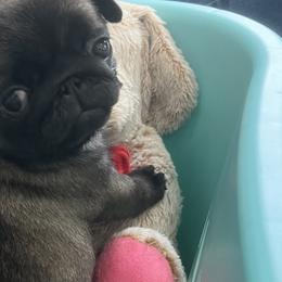 Pugs from Prices Pugs