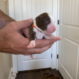 Boy 2 - Miniature Australian Shepherd puppy in Hyrum, Utah from Amie's Aussies & Doodles