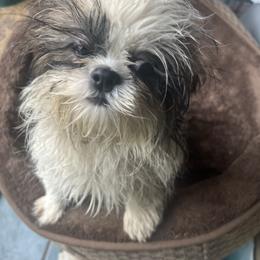 Peaches - Red and tan female Shih Tzu puppy in St. Helena, California from Sattui little Shih Tzu of Napa Valley
