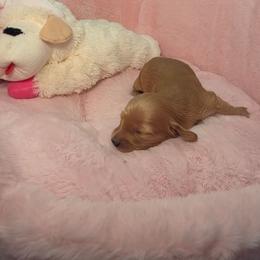 Light blue - Cream male Dachshund puppy in Bristol, Tennessee from It's Mini Wieners Baby