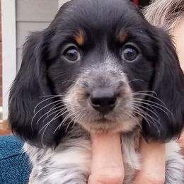 Dachshund Puppies from Windy Ridge Miniatures