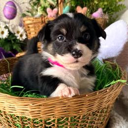 Murphy - Black and tan female Pembroke Welsh Corgi puppy in North East, Maryland from Potato Patch