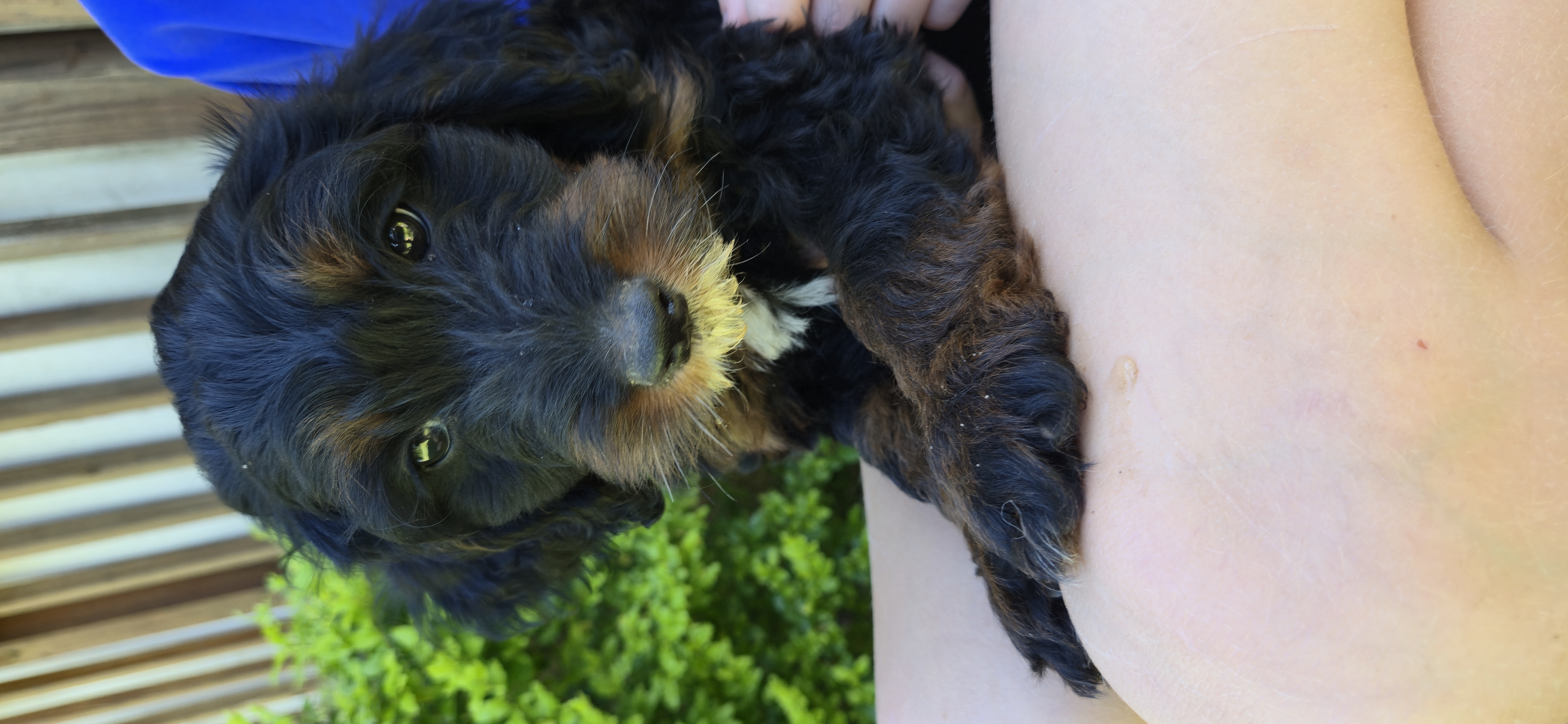 Bernedoodle and Goldendoodle Puppies from Ivey's Poodles & Doodles