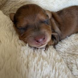 Bloom - Red female Dachshund puppy in Miami, Florida from Haus Ernand Dachshunds