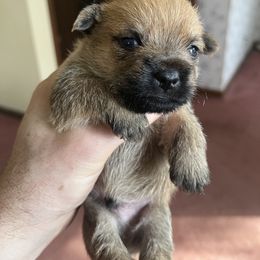 Cairn Terrier Puppies from Shining Waters Farm