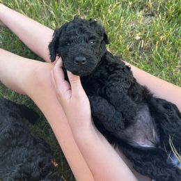 Bernedoodle Puppies from Krissy's Bernedoodles