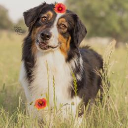 Australian Shepherd and Miniature Australian Shepherd All Grown Up from Ridgestar Aussies