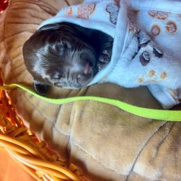 Green collar male - Chocolate male Labrador Retriever puppy in Stafford Township, New Jersey from SommerLabs
