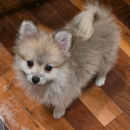 Sashi - Cream sable female Pomeranian puppy in El Centro, California from BabyBooPoms