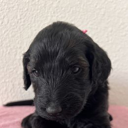 Portia - Black female Schnoodle puppy in Pleasanton, Texas from Gooch Canines (Giant Schnoodles)