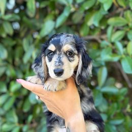 Binx - Dapple male Dachshund puppy in Redding, California from Jean & Mae Doxies