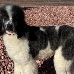 Bernedoodles from Peyton Doodles