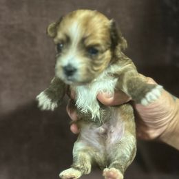 Boy 1 - Yorkshire Terrier puppy from Empire Yorkies