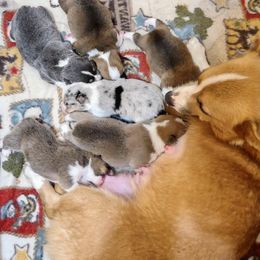 Pembroke Welsh Corgi Puppies from Robbie's Hobby Corgi's