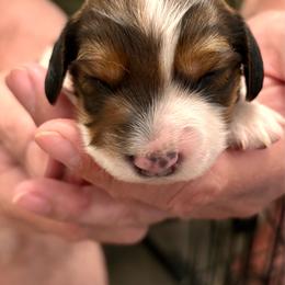 Boy 3- Mikey - Piebald male Dachshund puppy in Dorchester, Texas from Texas Mini Dachs