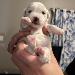 Coton de Tulear puppies from Firebird Show Dogs