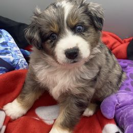 Miniature Australian Shepherd and Toy Australian Shepherd Puppies from Rye Hill Aussies