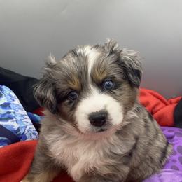 Miniature Australian Shepherd and Toy Australian Shepherd Puppies from Rye Hill Aussies