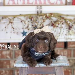 Praline - Chocolate female Australian Labradoodle puppy in Redding, California from Shasta Royal Monroe Puppies