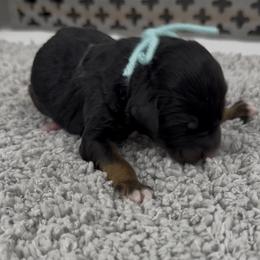 Snickerdoodle - Phantom female Bernedoodle puppy in Hegins, Pennsylvania from Bubbling Springs Doodles, LLC