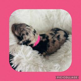 Miss Pink - Blue merle female Aussiedoodle puppy in Taylor, Missouri from Pawsitively Doodles