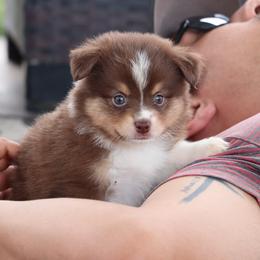 RTF2 - Ruby - Red tri female Miniature Australian Shepherd puppy in Goliad, Texas from Sassy Lil Aussies and Diamond W Poodles