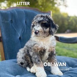Obi-Wan - Blue merle male Bernedoodle puppy in Thatcher, New Mexico from Brush Fire Doodles