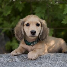 Ian is 5000dollars - Cream male Dachshund puppy in Crystal, Michigan from Mare-bella Dachshunds
