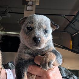 Boy 2 - Blue mottled male Australian Cattle Dog puppy in Choctaw, Oklahoma from Karen Elliott