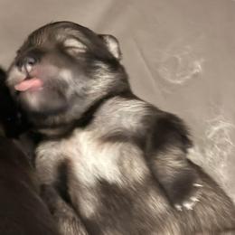Finnish Lapphund Puppies from Sue Kidder/Lighthouse Lapphunds southern Branch