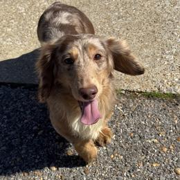 Gibbs - Dachshund