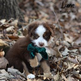 Australian Shepherd, Miniature American Shepherd, Miniature Australian Shepherd, and Toy Australian Shepherd Puppies from TK Standard, Mini, & Toy Aussies