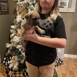 Girl 2 - Gray and fawn female Cane Corso puppy in Olympia, Washington from Grayling Dawn Cane Corso