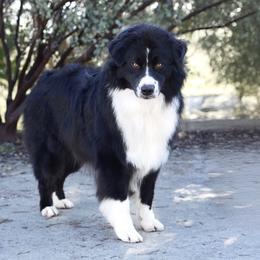 Oreo - Black & white male Australian Shepherd puppy in Coarsegold, California from Dream Aussies