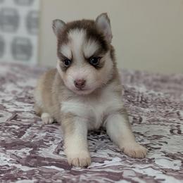 Bosco - Male - Chocolate male Pomsky puppy in Hurleyville, New York from My Crazy Pomskys