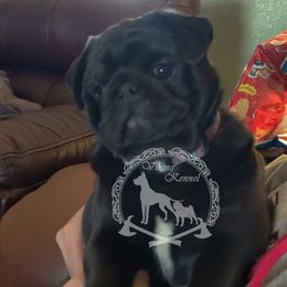 Peaches - Pug