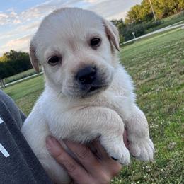 Daisy - Yellow female Labrador Retriever puppy in Garnett, Kansas from Timberland Creek Labradors