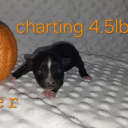 Jupiter - Black and gold male Yorkshire Terrier puppy in Lakeland, Florida from You Me & The Yorkies