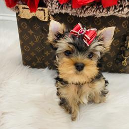Yorkshire Terrier Puppies from Green Mountain Designer Yorkies