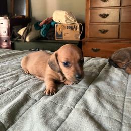 Jenny - Red female Dachshund puppy in Brave, Pennsylvania from Maple Moon Dachshunds