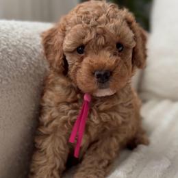 Poppy Pink Girl - Apricot female Poodle puppy in Charlotte, North Carolina from Bruno & Co. Puppies
