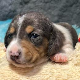 Mars Boy 2 - Dapple male Dachshund puppy in Bigfork, Minnesota from Dachshunds Up North