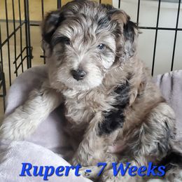 Aussiedoodle and Bernedoodle Puppies from Color Country Doodles