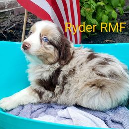 Ryder - Red merle Miniature Australian Shepherd puppy in Galesburg, Illinois from Blessed Knights Mini Aussies