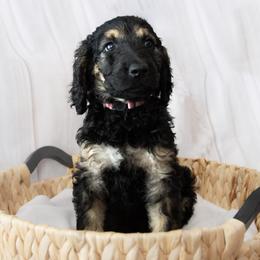 Ms. Rose - Phantom female Goldendoodle puppy in Gotha, Florida from Perlune Farms