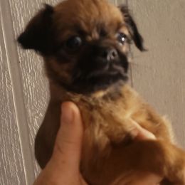 Charlie - Belge male Brussels Griffon puppy in Nc, Florida from Brusseluv2