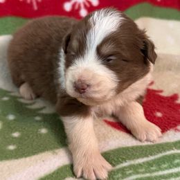 Lonny - Red tri-color male Australian Shepherd puppy in Grove, Oklahoma from Dollface Aussies