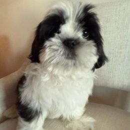 Carson - Tricolor male Shih Tzu puppy in Bullhead City, Arizona from Arizona Shih Tzu Land