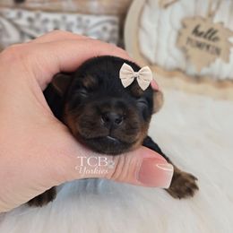 Coal - Black and tan male Yorkshire Terrier puppy in Greenwood County, South Carolina from TCB Yorkies